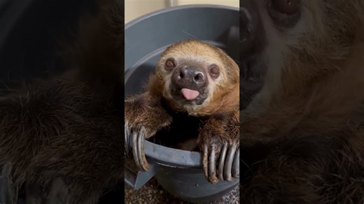 Sloth snacks on strawberries in the slowest, sweetest way