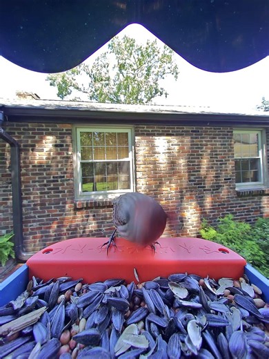 Finch Follys Part 1: A New Red House Finch Explores the Feeder For Dinner #birds #nature #birdsounds