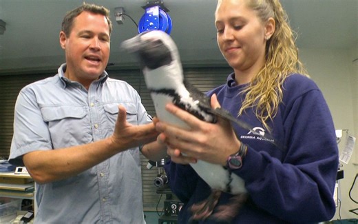 Ocean.Mysteries.with.Jeff.Corwin.S01E05.Birds.of.a.Feather截取视频