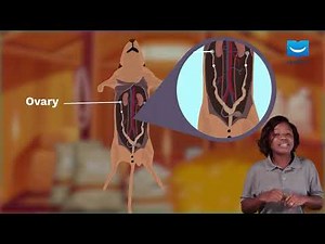 Reproductive System In Rats