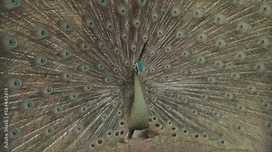 Endangered Male Green Peafowl Peacock Pavo muticus in Display - The Tropical Forests of Southeast Asia