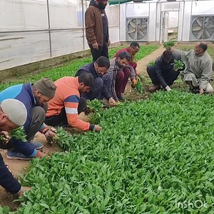 Seedlings distribution at SM. FARM tapper Wari pora kreeri. | Gulshan News