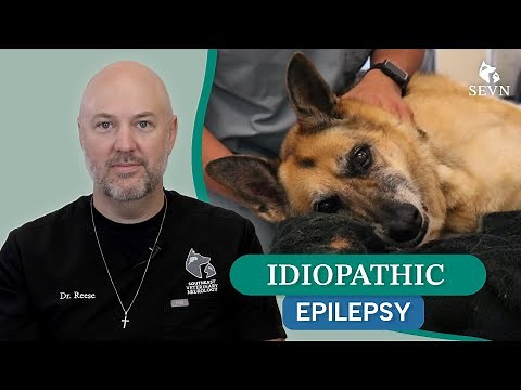 Understanding Idiopathic Epilepsy in Dogs and Cats: Symptoms, Diagnosis, and Treatment