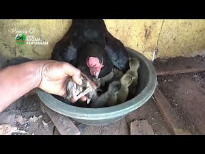 Hatching Duck Eggs Using a Hen