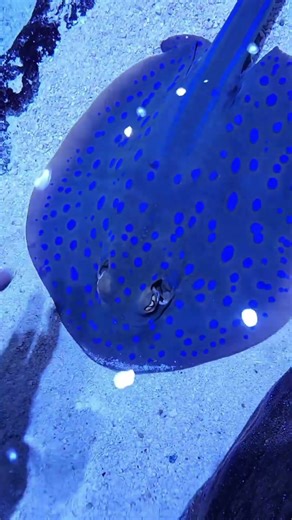 slowly moving Sea Star with spots in Sea Lab Touchpool | Discovery cube Orange County CA, 12/11/2025