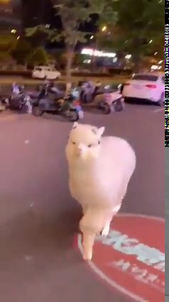 Cute fluffy alpaca running towards the camera | Animal and Nature Lovers