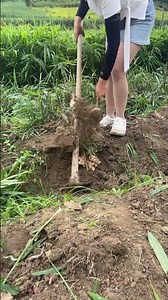 farming vegetables methods #farming101 #vegetablefarming