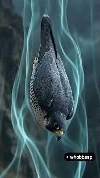 The peregrine falcon at 320 km/h: the fastest animal on the planet