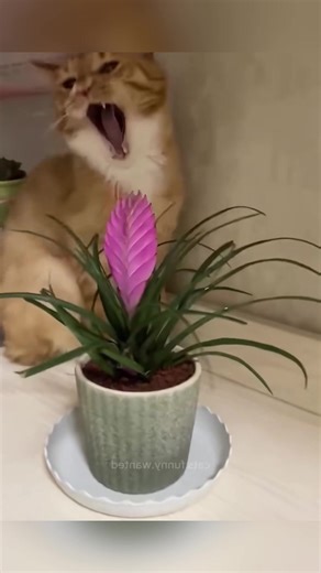 Funny Cat Caught in the Act Compilation