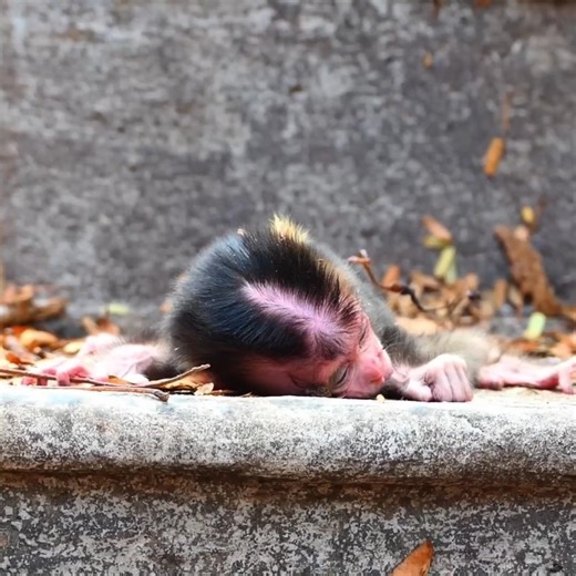 Poor Little One! Baby Monkey Falls After Being Left All Alone | LE LE One