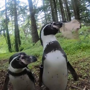 94K views · 3.3K reactions | Watch: Two penguins at the Oregon Zoo have been kept busy on a hike through the woods while a black bear named Takoda got a chance to splash around in a tub of water. The zoo is closed to the public amid the coronavirus pandemic. | TIME | Facebook