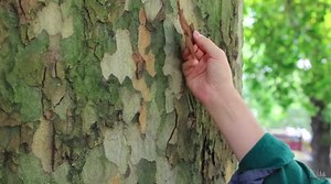 A Beginner's Guide To The Iconic Plane Trees Of London