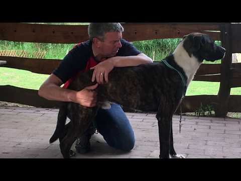 Trigger Point Release and Massage Therapy for Dogs