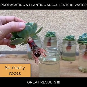 Dividing one succulents into five 🌵🌵🌵🌵🌵 Then plant them in water and soil. Enjoy the great results! 👍 | Succulent Journal