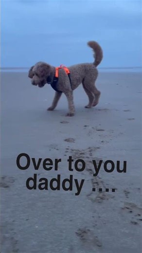 You activated Labradoodle Turbo Mode 🚀.. #shorts