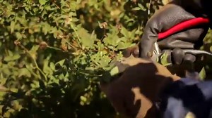 Watch How to Use Hand Pruners on Amazon Live