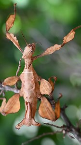 Prickly Stick Insect Wincent 7qAUL #nature #wildlife #insect | HAWI Studios
