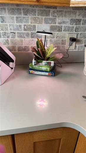 Essential Guide to Plant Grow Lights for Indoor Plants