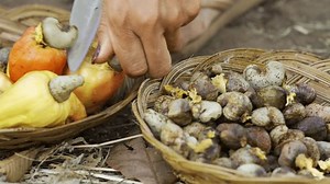 Close up of cashew farmer hands removing nut from cashew apple using a knife
