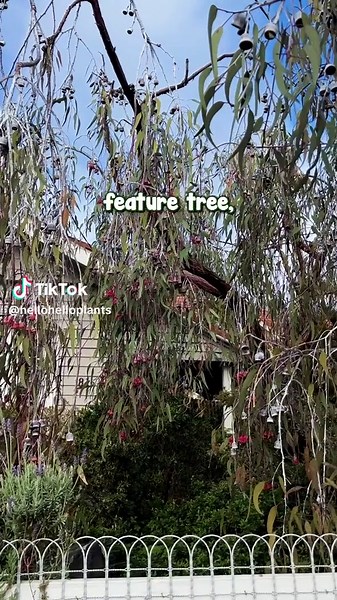 Discover Eucalyptus ‘Silver Princess Gum’ for Your Garden