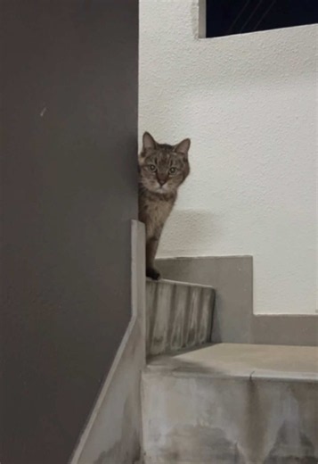 @KWMN 💁🏽‍♂️力を貸してね コンビニ行く時にすれ違ったよねキミ。ずっとこの状態で待ってたのかよ。飼い主さんには俺たちが浮気したの内緒なんだよな🐈 #猫 #浮気 #おすすめ @KWMN 浮気しました。 @KWMN 浮気がバレました。
