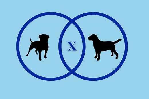 Staffy X Labrador: Staffy Lab Cross Breed Guide