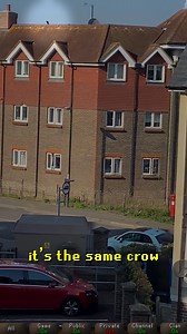 25K views · 358 reactions | Was this an IRL pet drop? 樂 | Messiah OSRS | Facebook