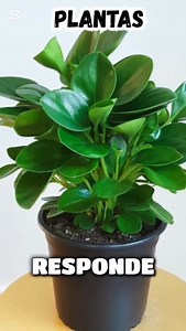 152K views · 5.6K reactions | El calendario lunar secreto para que tus plantas crezcan#planta #calendariolunar #crezcan | Elias Herminio | Facebook