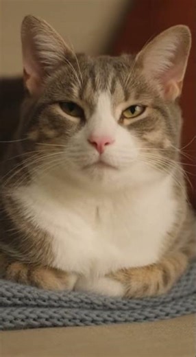 Cats with the 12 Zodiac Signs: Cancer ♋