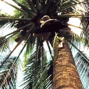 DE-Environment on Reels