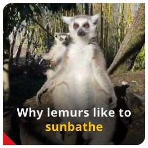 6K views · 55 reactions | Did you know why ring-tailed lemurs love to sunbathe? Follow https://instagram.com/indiatoday to know more about it. #LearningNeverStops #RingTailedLemurs #AnimalVideo | India Today | Facebook