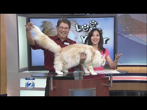 Love Your Pet: Maine Coon Cats