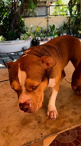 #kaileevlogs #fbreelsvideo #yolo #contentcreator #lifelessons #enjoylife #likecommentshare #kailee #doglife #doglover #furbaby | Kai Lee