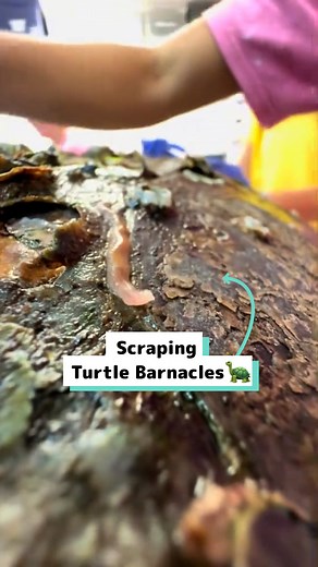 I scraped barnicles from a turtle 🐢 😯 | Craft Factory