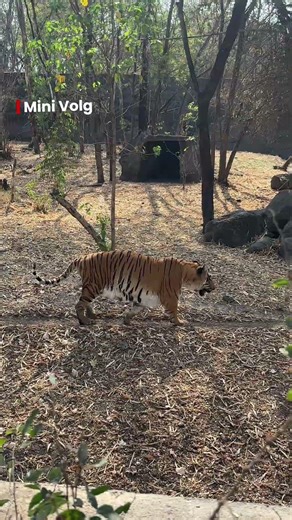 Rajiv Gandhi Prani Sangrahalay Pune 🐅 | Sangli to Pune mini Vlog