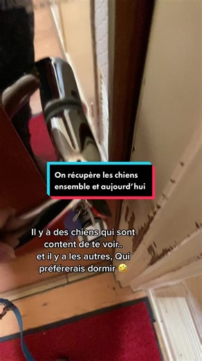 Je vous embarque avec moi récupérer quelque chiens aujourd’hui #bouledogiefrancais #labradorretriever #doguedebordeaux #bergerallemand #bergeraustralien #epagneulbreton #husky #boxer #