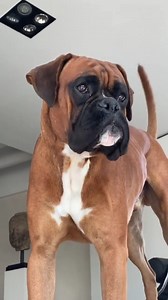 Big stretch ✌️ #boxer #boxerpuppies #boxerdog #boxerlove #boxersarethebest | Boxer_dog_lovers
