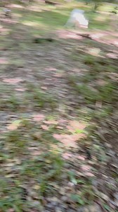 149K views · 3.7K reactions | Look how fast Keke is  #fast #run #moving | Keke The Spider Monkey | Facebook