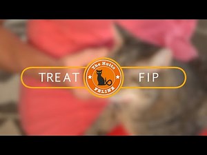 FeLV Cats Love Life - Treat FIP - with SubQ injections