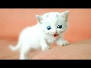 CUTEST KITTENS EVER 🐱 Cutest Kittens In The World