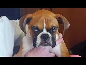 The FUNNY PUPPIES on the Planet! 🌍🤣 Funny Animals Video