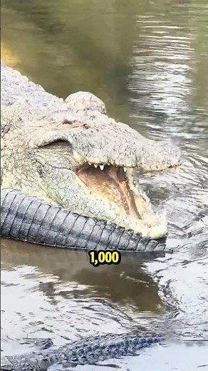 Top 5 Animals Responsible for the Most Human Deaths😱