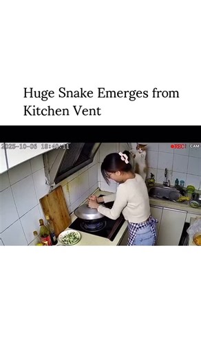 @rochak.hindigyan on Instagram: "This 10-second chilling security camera footage, captioned "いや猫ｗ" (Japanese for "No way, the cat lol"), captures a horrifying moment in a home kitchen.The clip shows a stovetop with a large silver pot boiling on one burner. Above it, a standard range hood vent with a metal grid covering. Suddenly, an enormous thick snake (likely a python or similar large species) slowly pushes through the grid from inside the vent/duct, its massive body uncoiling and slithering d