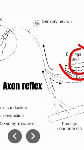 Axon reflex