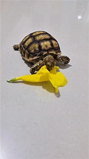 Relaxing Turtle Eating Sounds 🐢 ASMR #TurtleEatsDaily #TurtleASMR #TurtleEating #CuteTurtle#Shorts