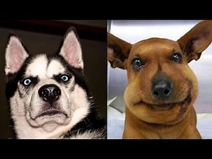 1 HOUR 🤪🔥 Laugh Till You Cry! BEST Funny DOGS Compilation! 🔥🐶