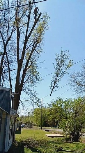 74K views · 474 reactions | A New Way to Plant a Tree   #public #followers #friends #trees #unbelievable #humor #branches #decker_1986 | Robert Duran Song Covers | Facebook