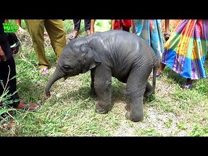 One day old baby elephant left behind by elephant herd, Saved!