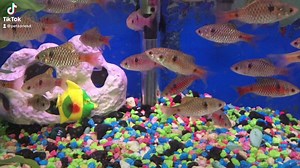 Odessa Barb - Pethia padamya This very beautiful fish originates from Southeast Asia and does very well in schools. The males are brightly colored. #odessabarb #fyp https://www.petzonesd.com/odessa-barb/ | Pet Zone Tropical Fish, San Diego, California | Facebook