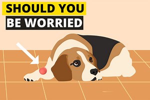 Should I Be Worried About a Lump on My Beagle? - Beagle Care